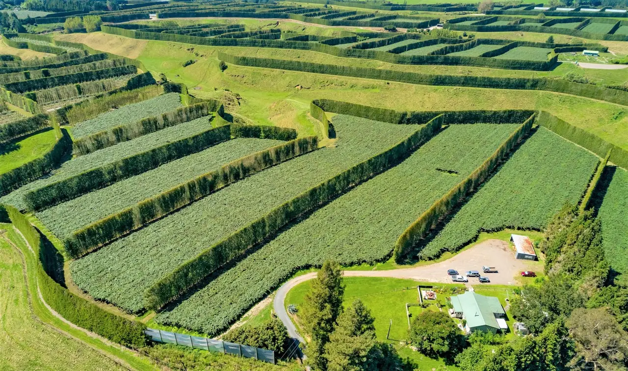 New Zealand orchards