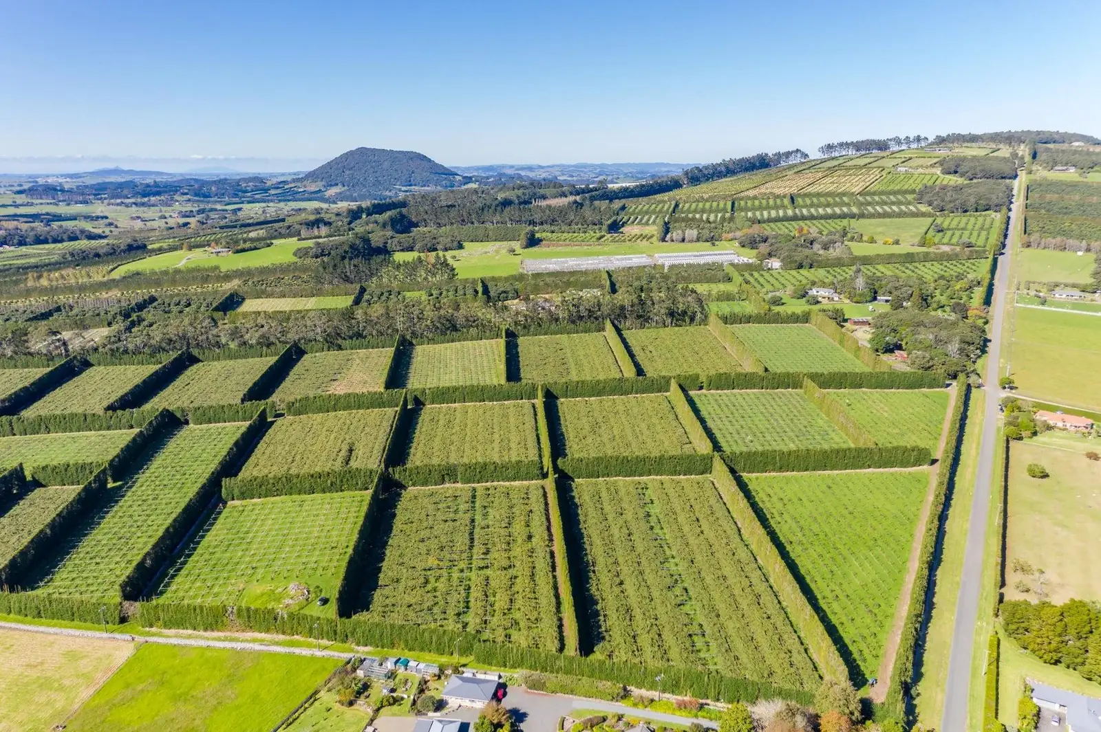 Aerial view of kiwifruit orchards