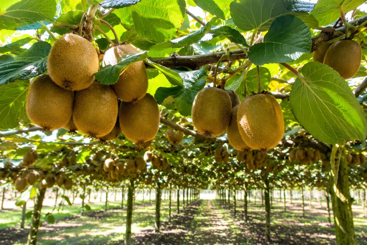 Ripe kiwifruit on the vine