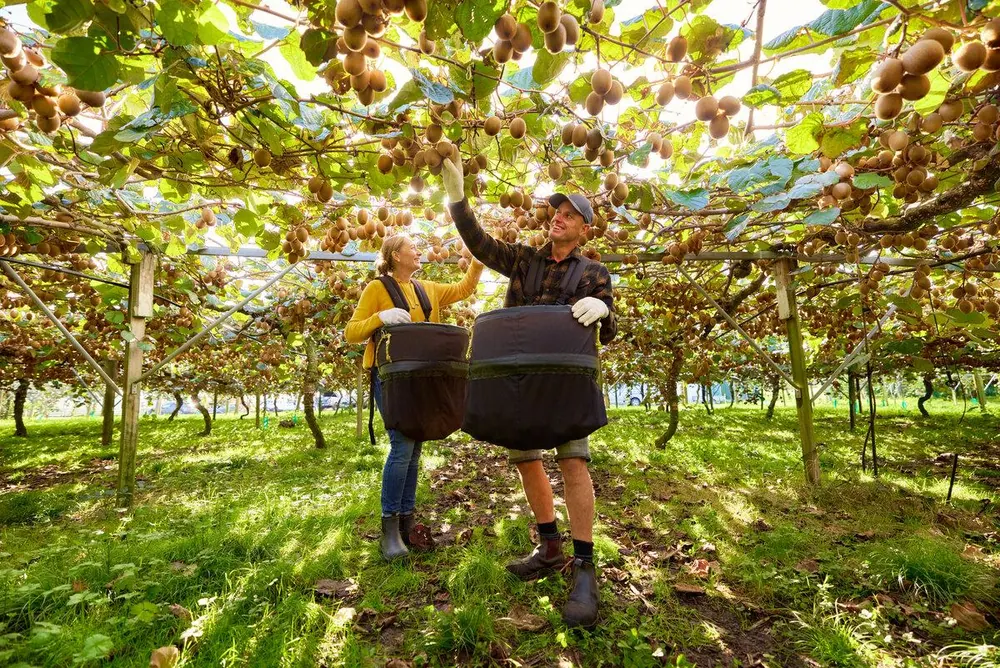 Pickers harvesting kiwifruit