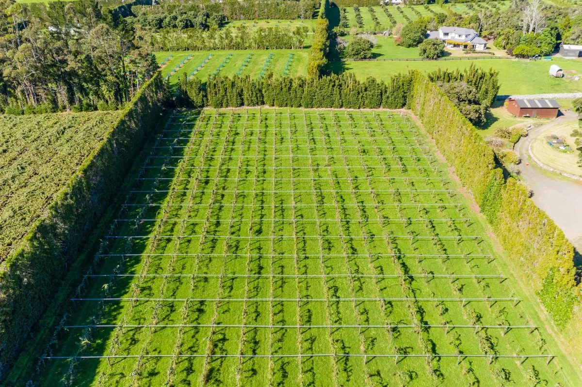 Rows of kiwifruit vines